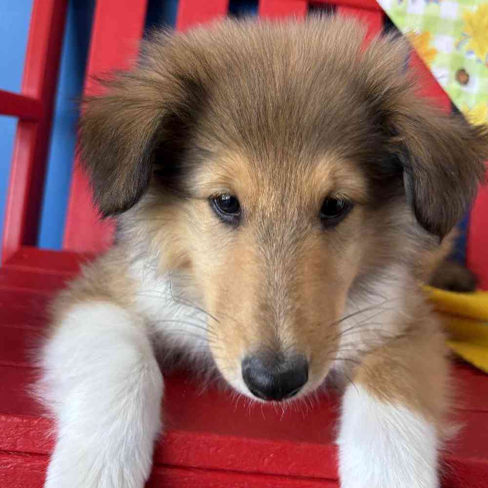 Male Collie Puppy for Sale in Manchester, NH