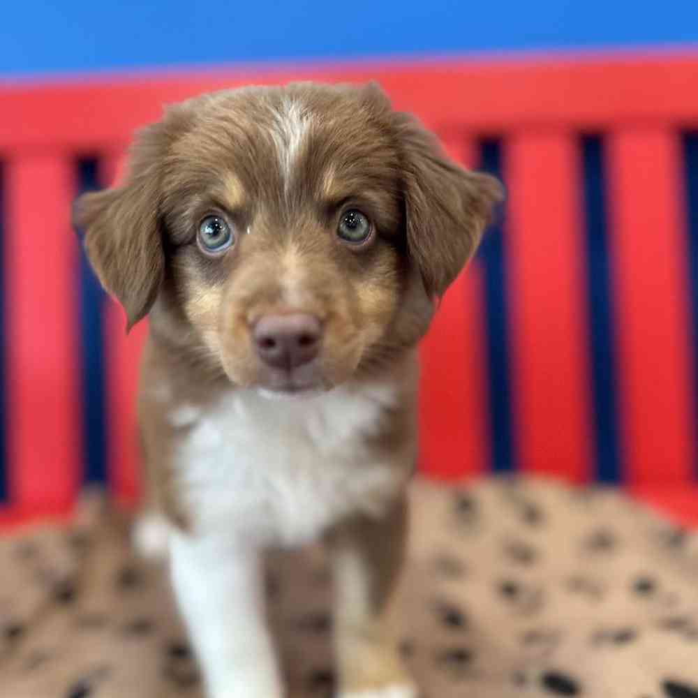 Female Mini Aussie Puppy for Sale in Manchester, NH