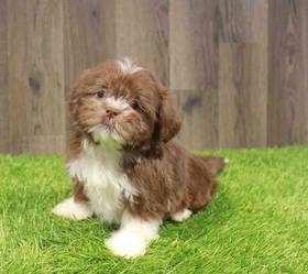 Shih Tzu