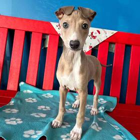 Italian Greyhound