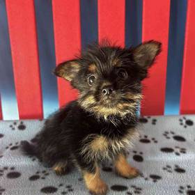 Yorkie-Pom