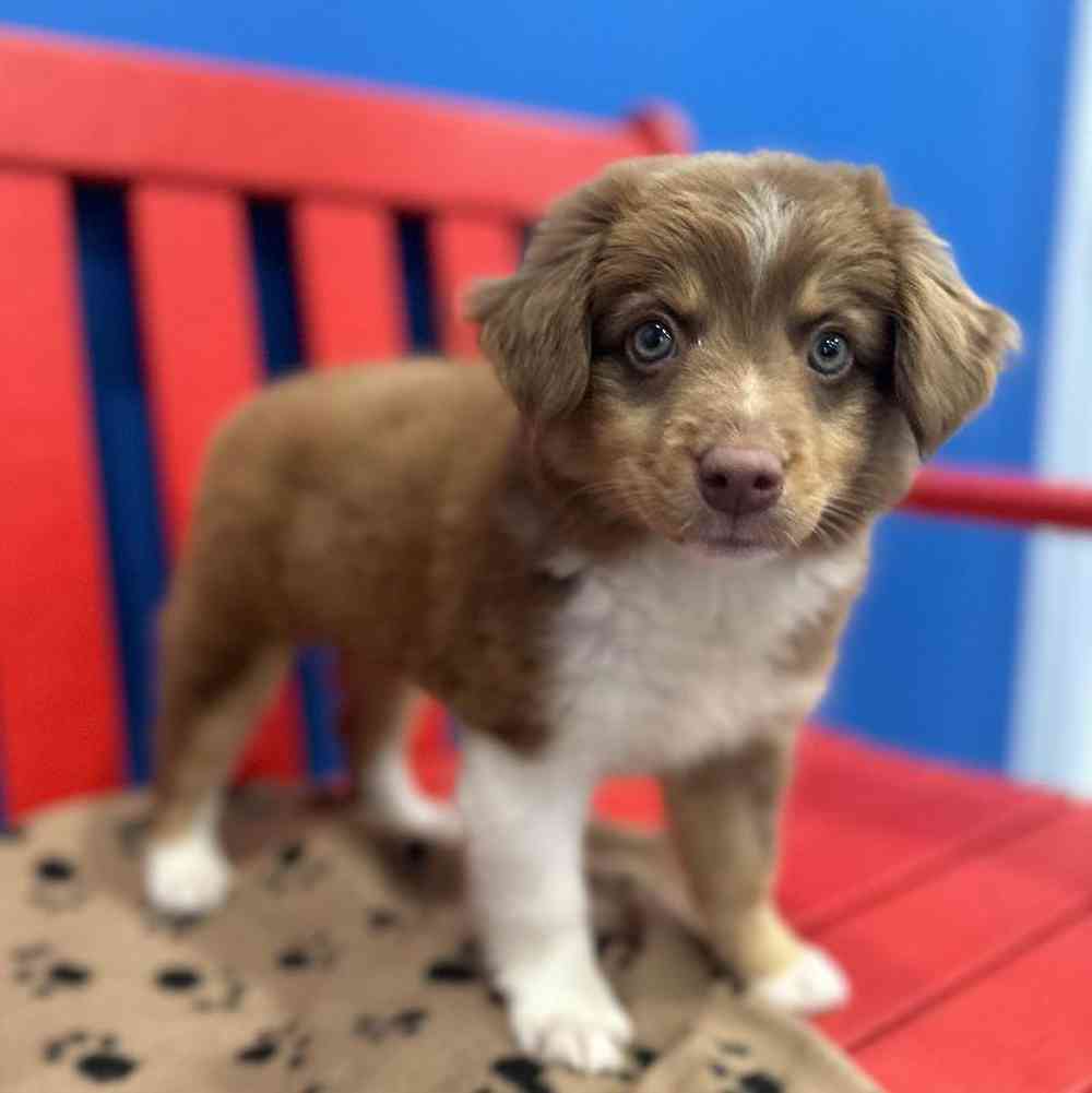 Female Mini Aussie Puppy for Sale in Manchester, NH