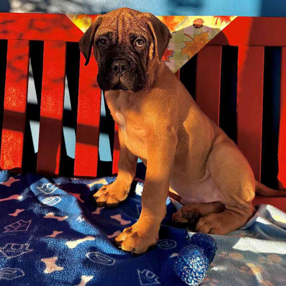 Male Bullmastiff Puppy for Sale in Manchester, NH