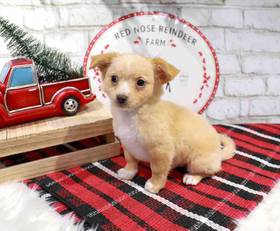 Sunny - Male Chihuahua Puppy For Sale In Manchester