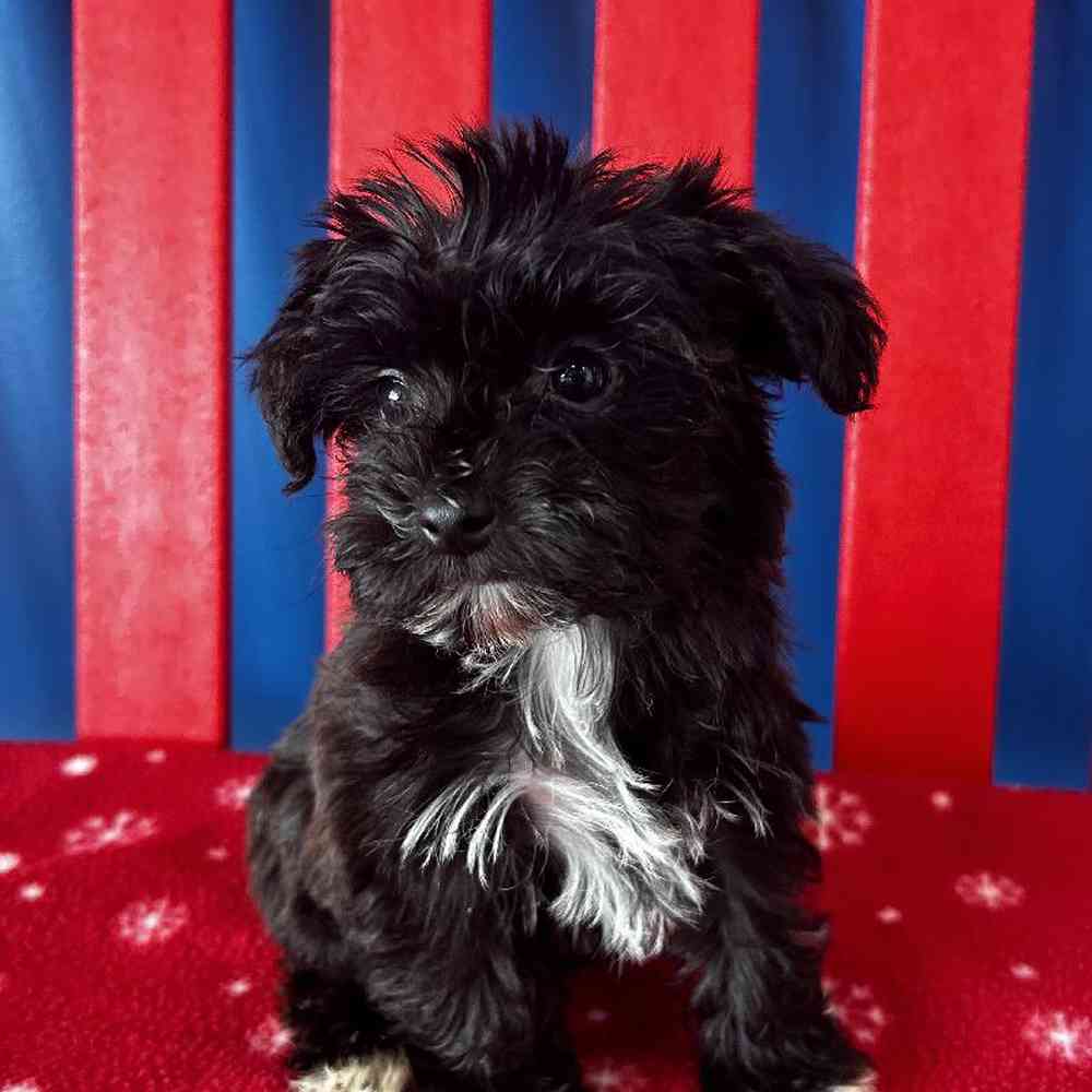 Female Yorkie-Poo Puppy for Sale in Manchester, NH