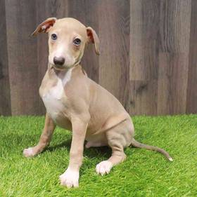 Italian Greyhound