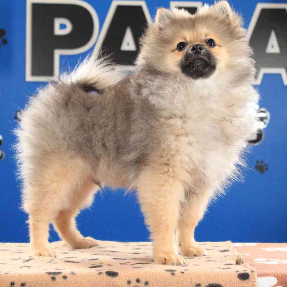 Male Pomeranian Puppy for Sale in Manchester, NH