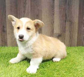 Pembroke Welsh Corgi