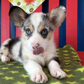 Pembroke Welsh Corgi