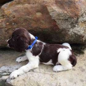 English Springer Spaniel