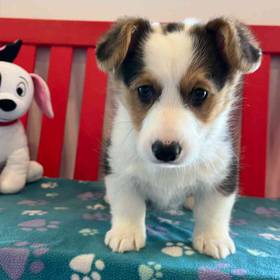 Pembroke Welsh Corgi