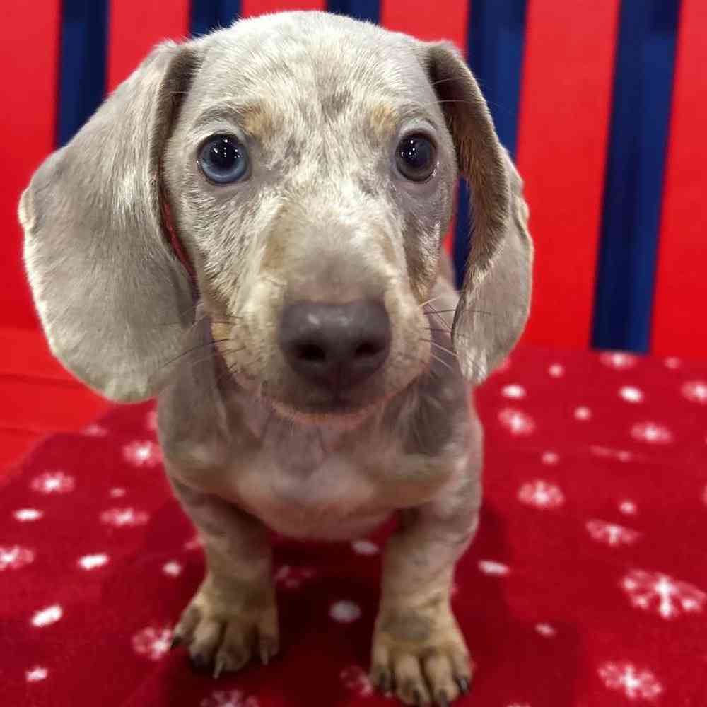 Male Dachshund Puppy for Sale in Manchester, NH