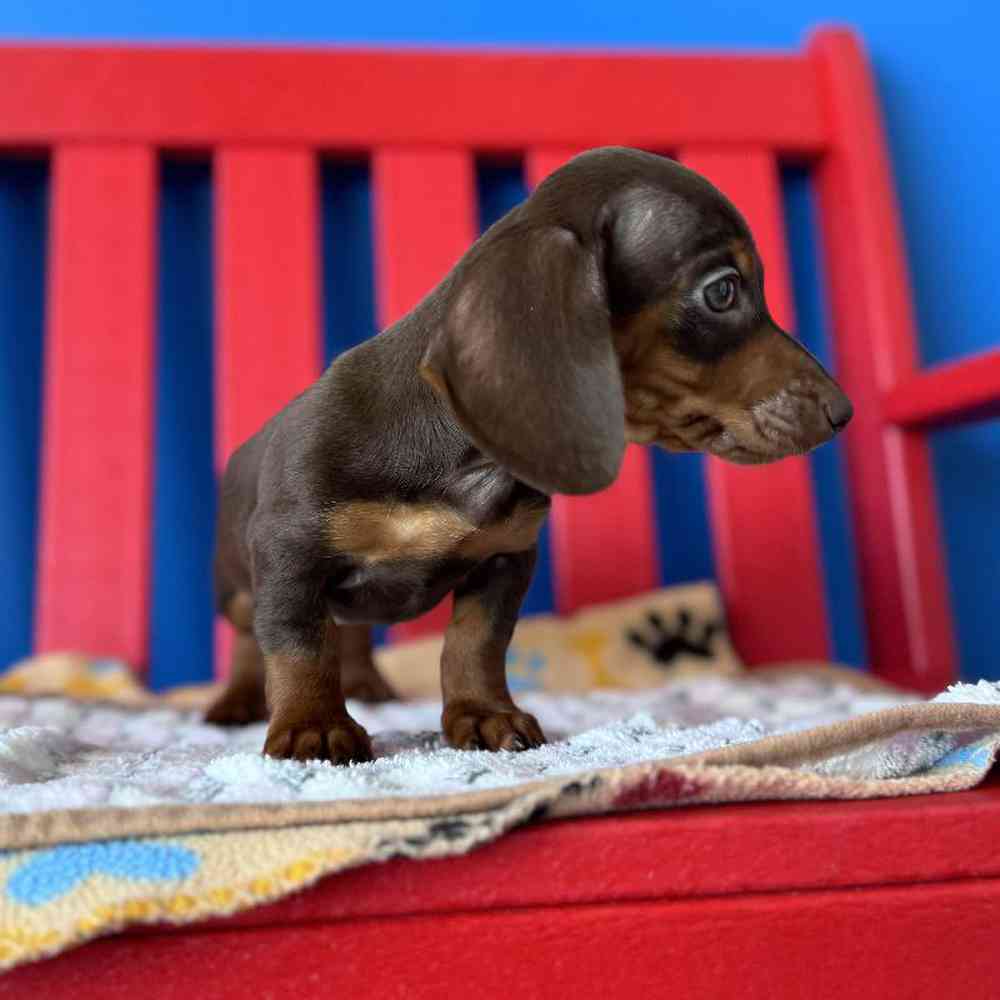 Male Dachshund Puppy for Sale in Manchester, NH
