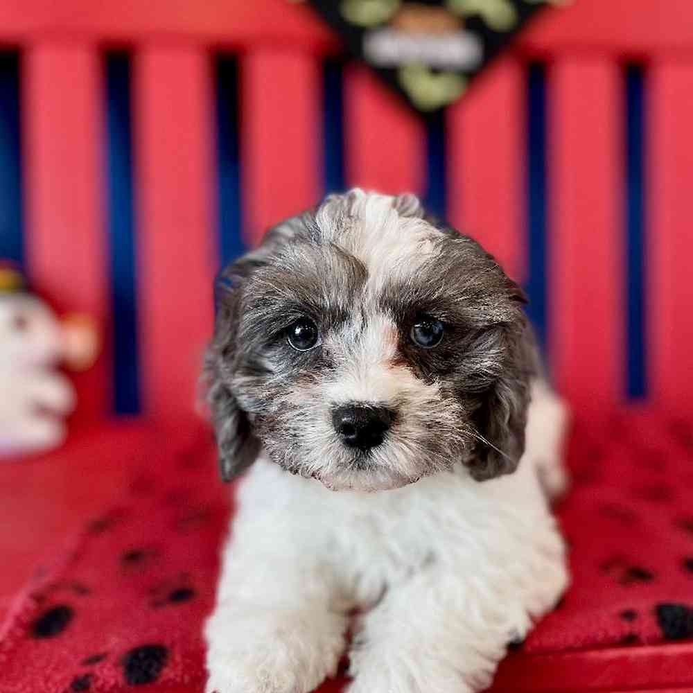 Puppyfinder cavapoo hot sale