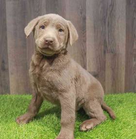 Labrador Retriever