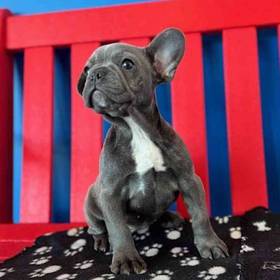 French Bulldog