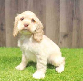 Cocker Spaniel