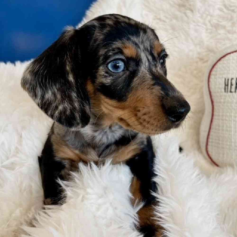 Princess Puddles - Female Dachshund Puppy for sale in Manchester