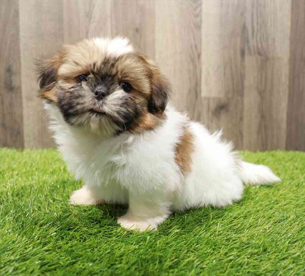 Theo - Male Shih Tzu Puppy for sale in Manchester