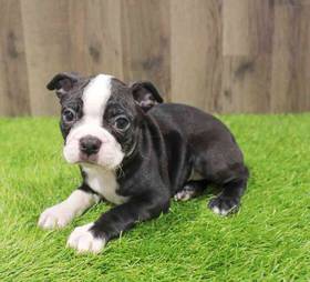 Boston Terrier