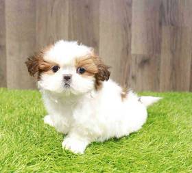 Shih Tzu