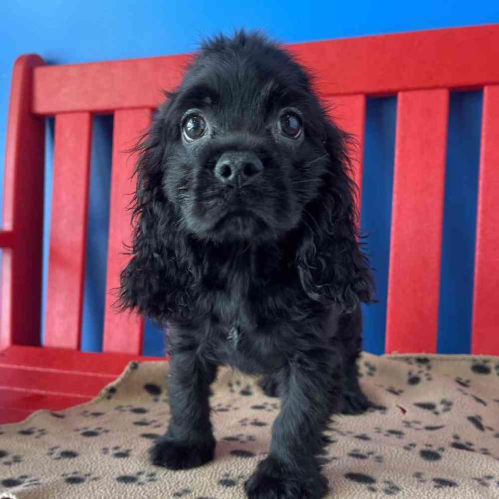 Male Cocker Spaniel Puppy for Sale in Manchester, NH