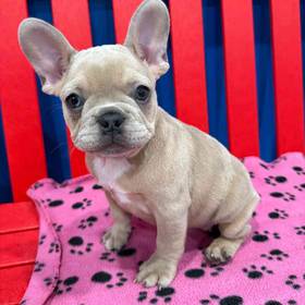 French Bulldog