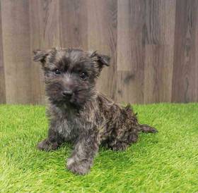 Cairn Terrier