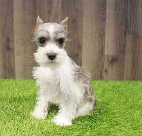 Mini Schnauzer