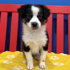 Australian Shepherd