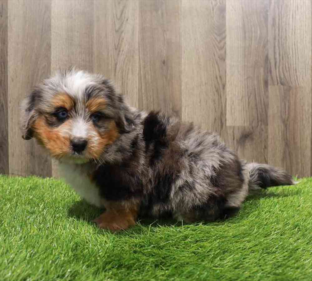 Mini Bernedoodle Puppies for sale - The Puppy Palace of Manchester