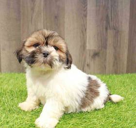 Lhasa Apso