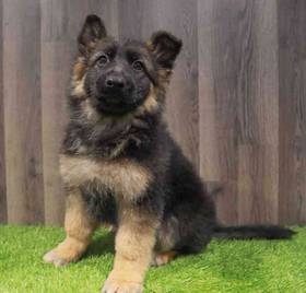 German Shepherd