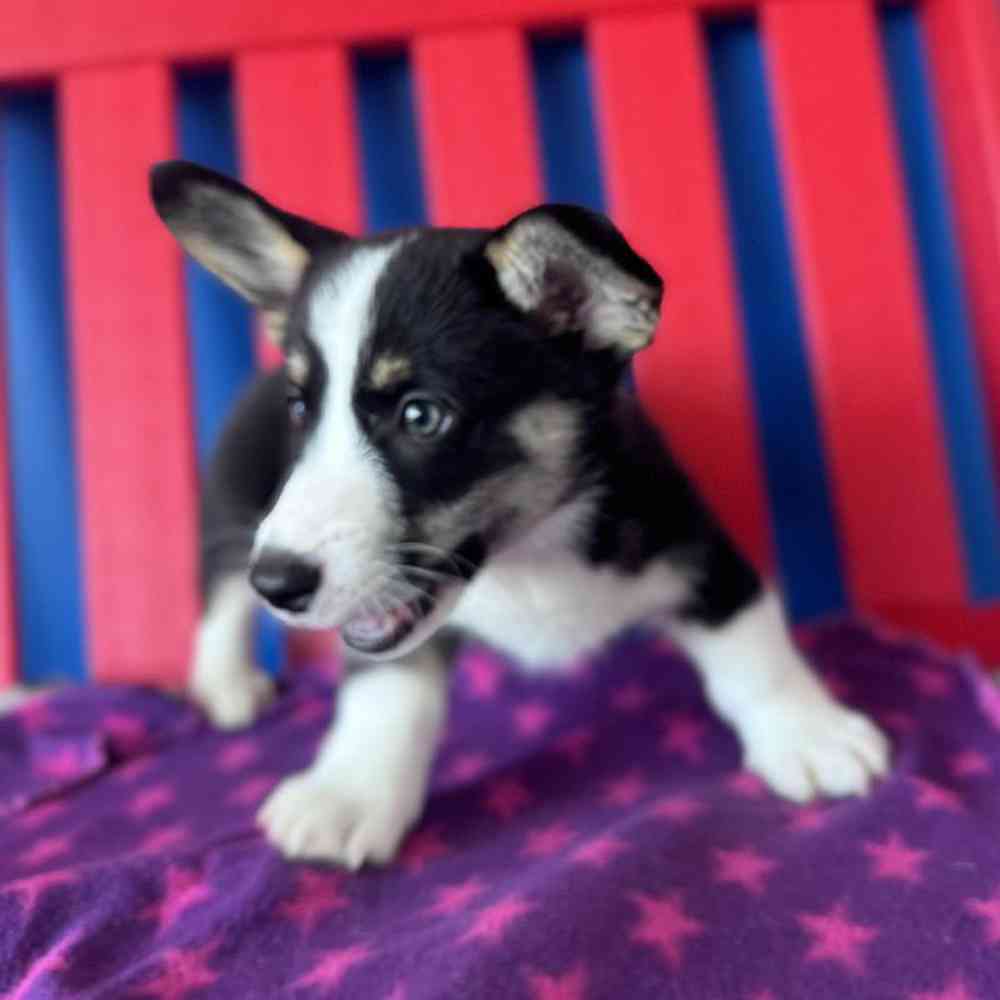 Male Pembroke Welsh Corgi Puppy for Sale in Manchester, NH