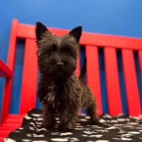 Cairn Terrier