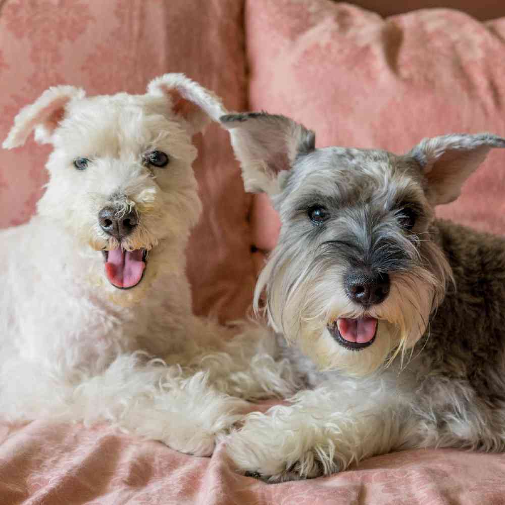 Akc schnauzer clearance puppies