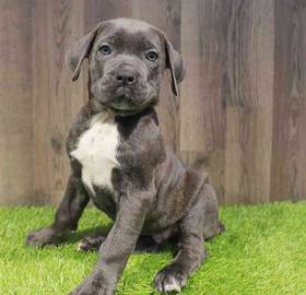 Cane Corso