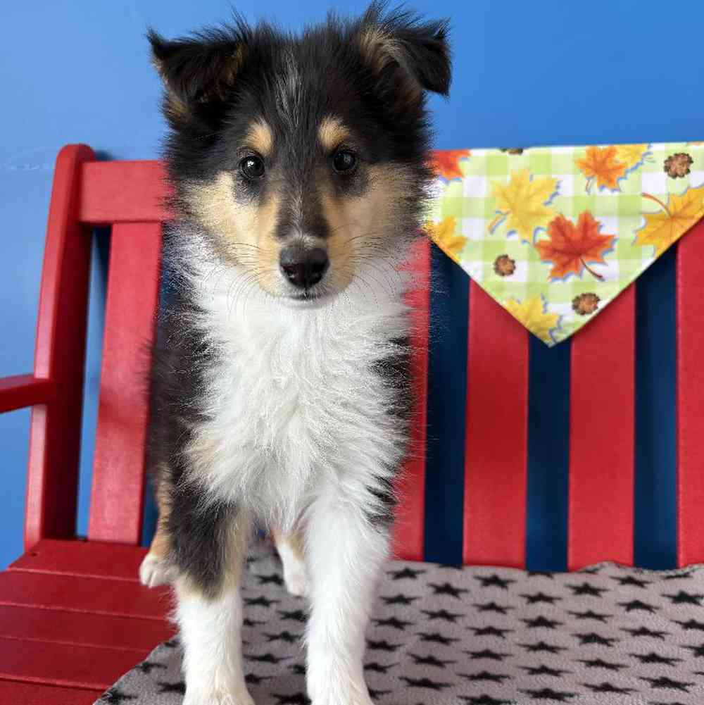 Female Collie Puppy for Sale in Manchester, NH