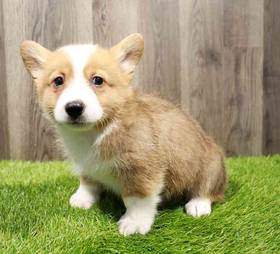 Pembroke Welsh Corgi