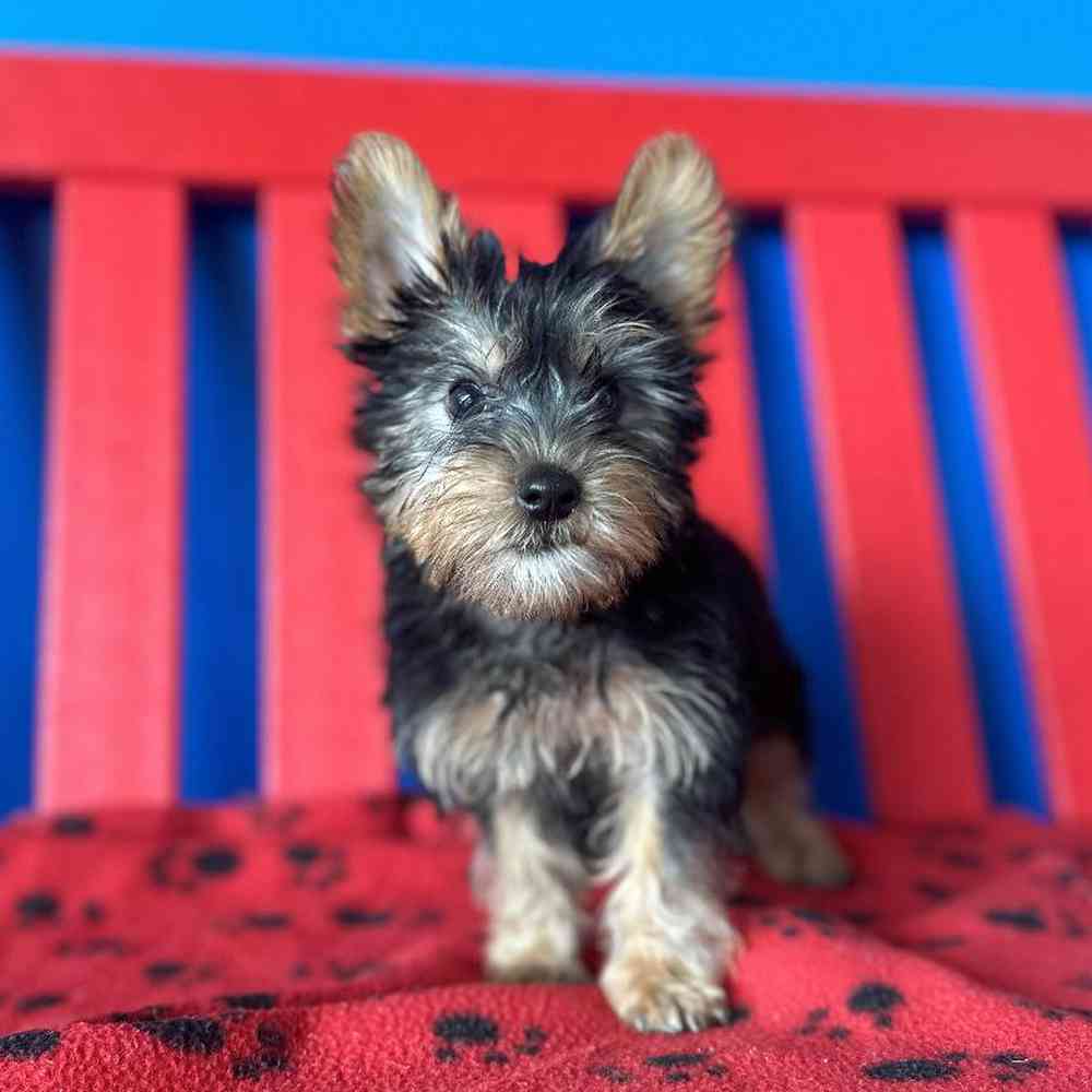Female Yorkie Puppy for Sale in Manchester, NH