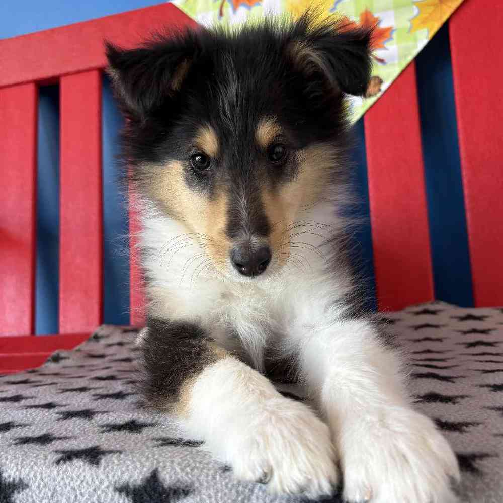 Female Collie Puppy for Sale in Manchester, NH