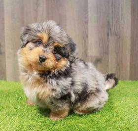 Mini Bernedoodle