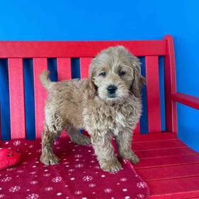 Mini Goldendoodle