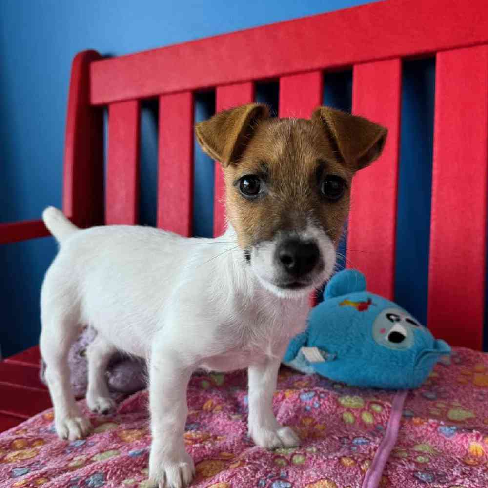 Female Jack Russell Terrier Puppy for Sale in Manchester, NH
