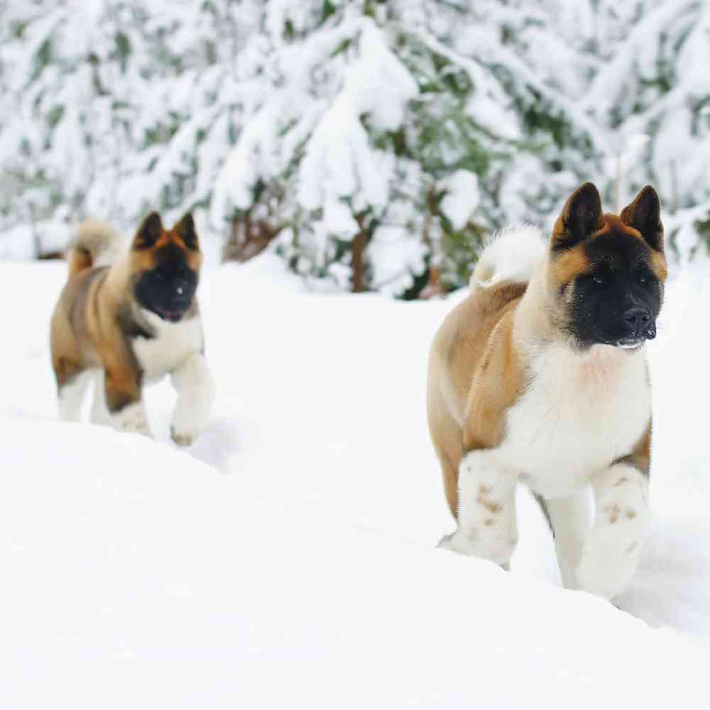 Akc akita puppies for sale best sale