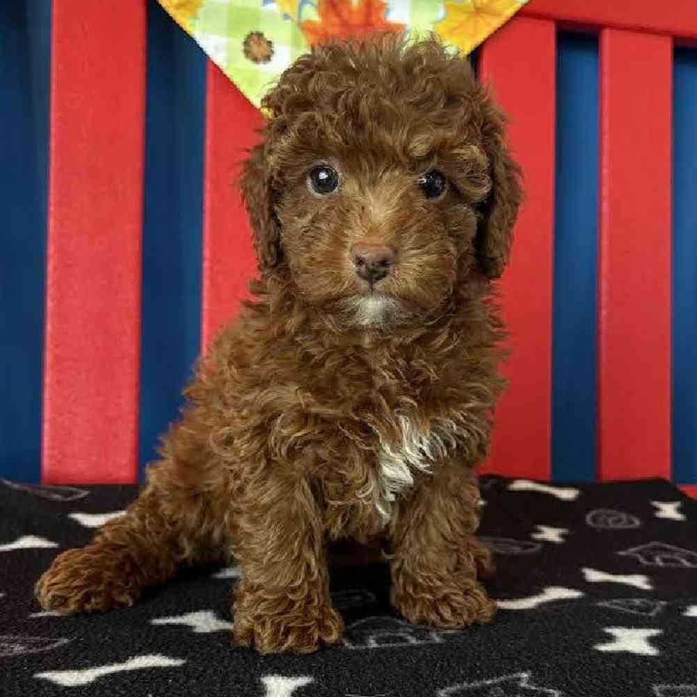 Female Mini Goldendoodle Puppy for Sale in Manchester, NH