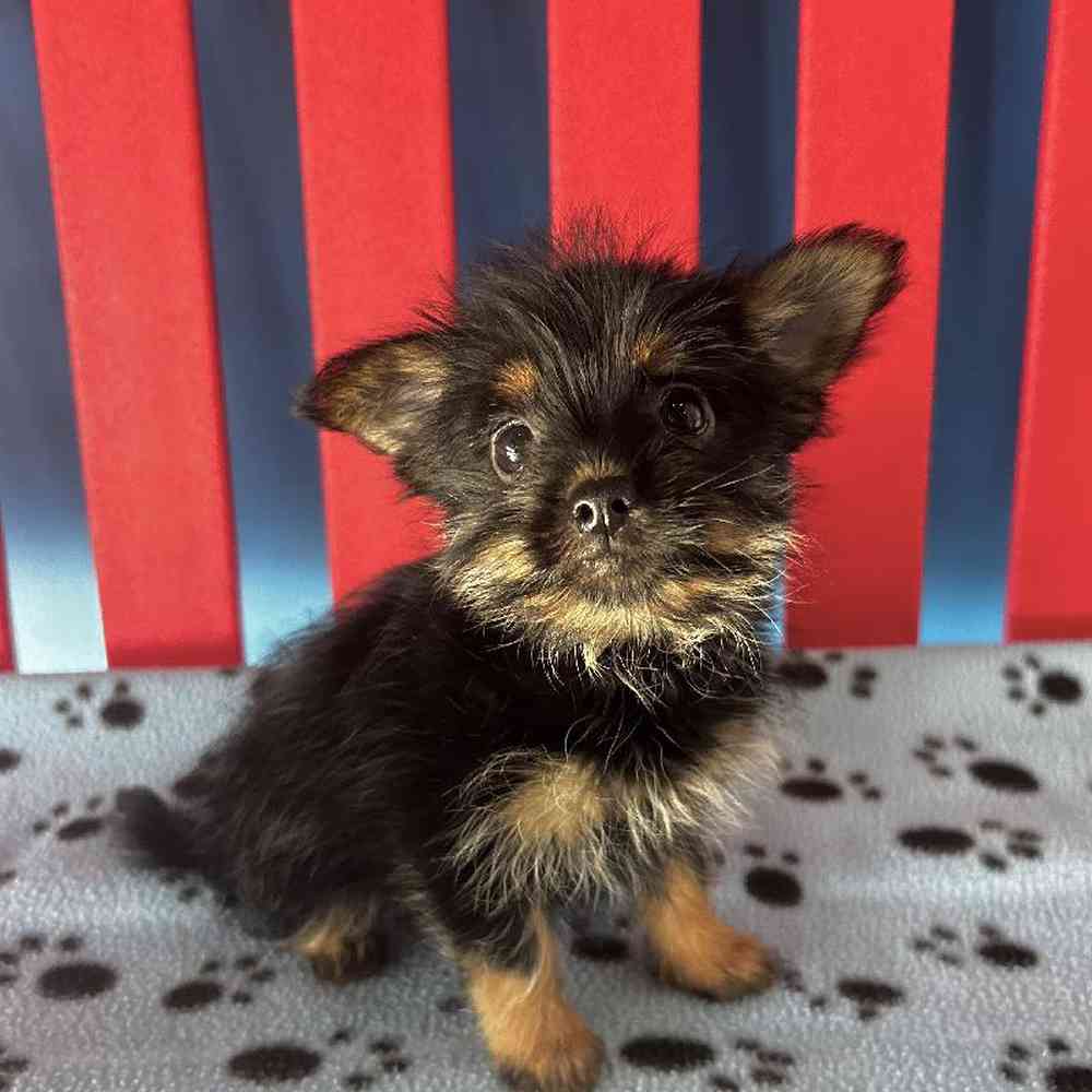 YorkiePom Puppies for sale The Puppy Palace of Manchester