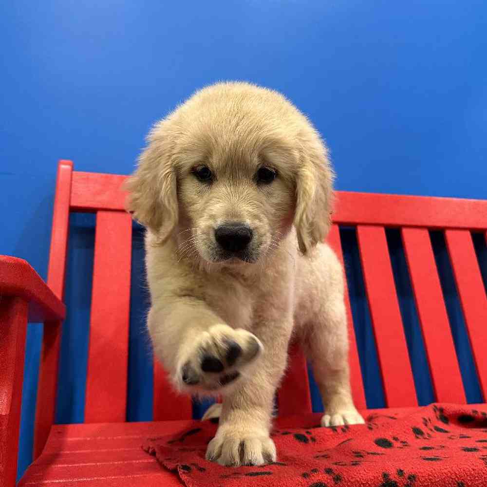 Male Golden Retriever Puppy for Sale in Manchester, NH