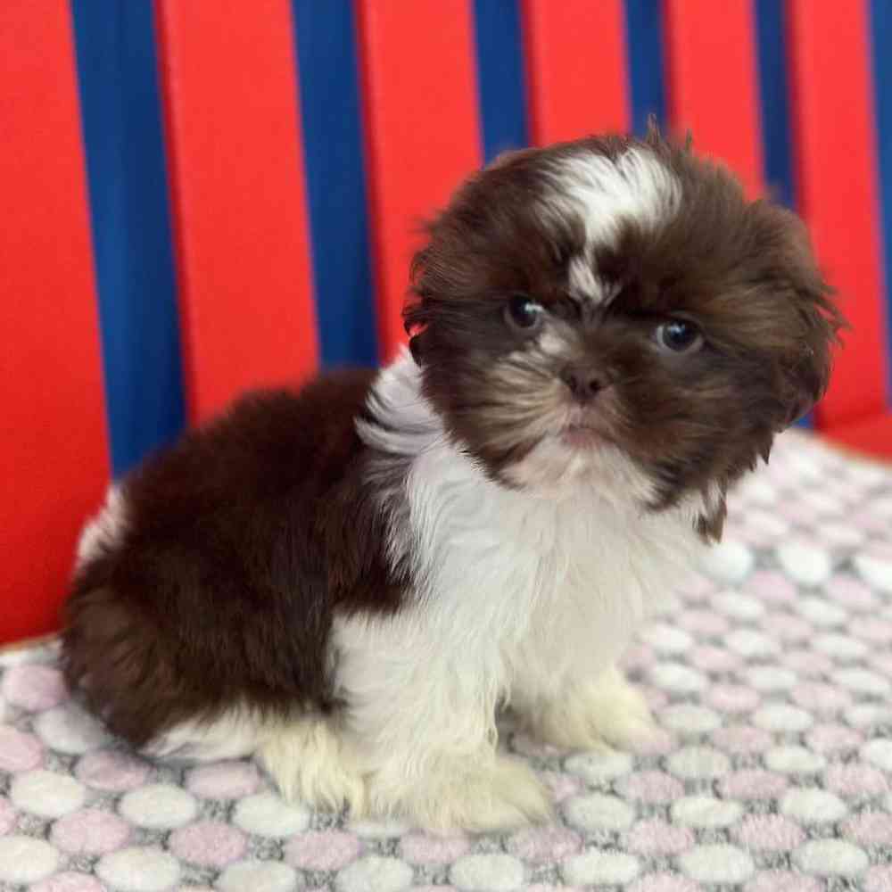 Male Shih Tzu Puppy for Sale in Manchester, NH