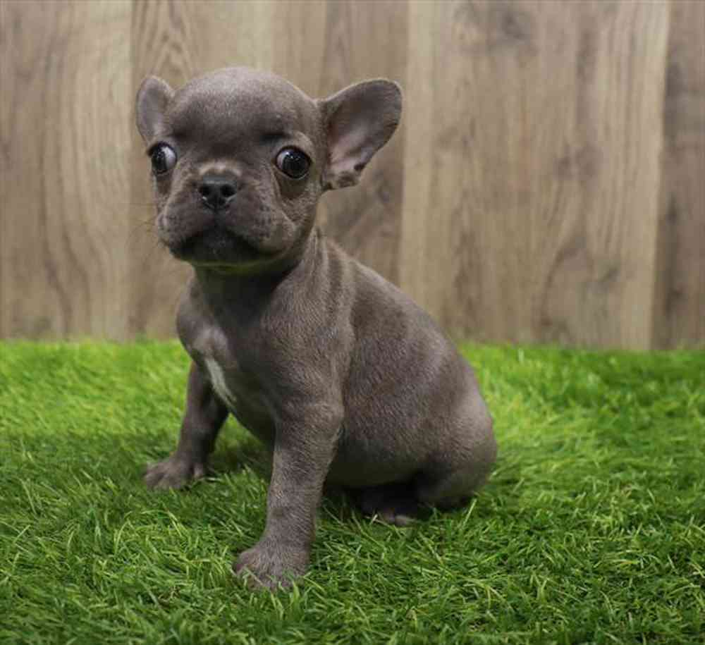 Olive - Female French Bulldog Puppy for sale in Manchester